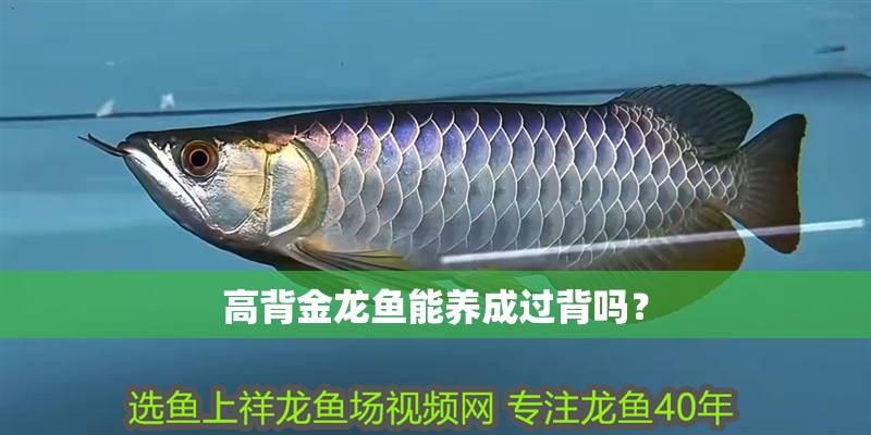 高背金龍魚能養(yǎng)成過背嗎？