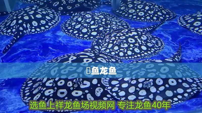 魟魚龍魚