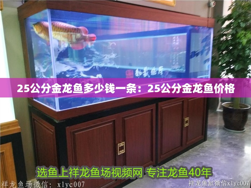 25公分金龍魚多少錢一條：25公分金龍魚價格