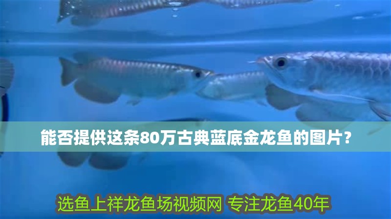 能否提供這條80萬古典藍底金龍魚的圖片？