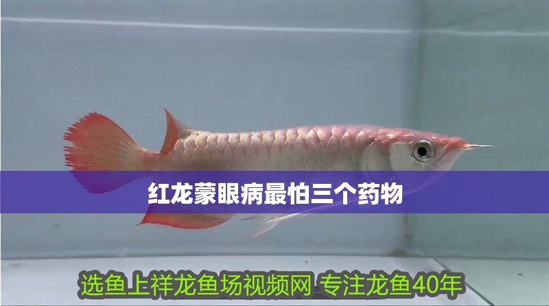 紅龍蒙眼病最怕三個(gè)藥物