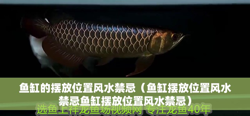魚缸的擺放位置風水禁忌（魚缸擺放位置風水禁忌魚缸擺放位置風水禁忌）
