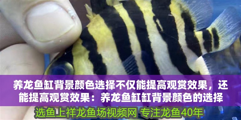 養(yǎng)龍魚缸背景顏色選擇不僅能提高觀賞效果，還能提高觀賞效果：養(yǎng)龍魚缸缸背景顏色的選擇