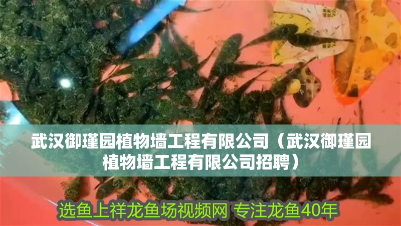 武漢御瑾園植物墻工程有限公司（武漢御瑾園植物墻工程有限公司招聘）
