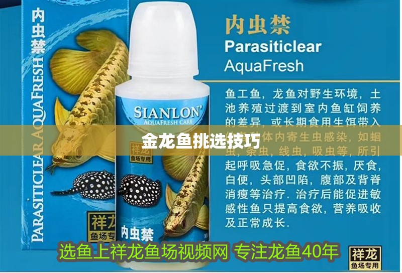 金龍魚挑選技巧 金龍魚挑選技巧 龍魚論壇