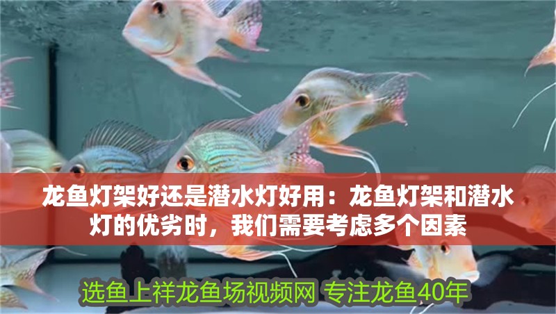 龍魚燈架好還是潛水燈好用：龍魚燈架和潛水燈的優(yōu)劣時，我們需要考慮多個因素