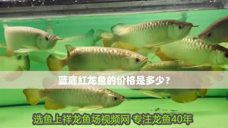 藍底紅龍魚的價格是多少？
