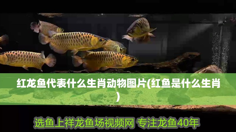 紅龍魚代表什么生肖動物圖片(紅魚是什么生肖)