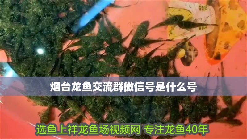 煙臺龍魚交流群微信號是什么號