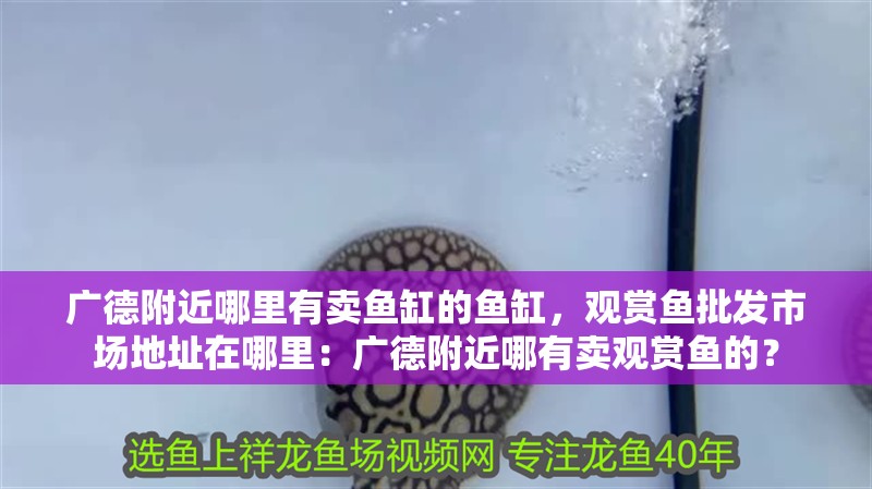 廣德附近哪里有賣魚缸的魚缸，觀賞魚批發市場地址在哪里：廣德附近哪有賣觀賞魚的？