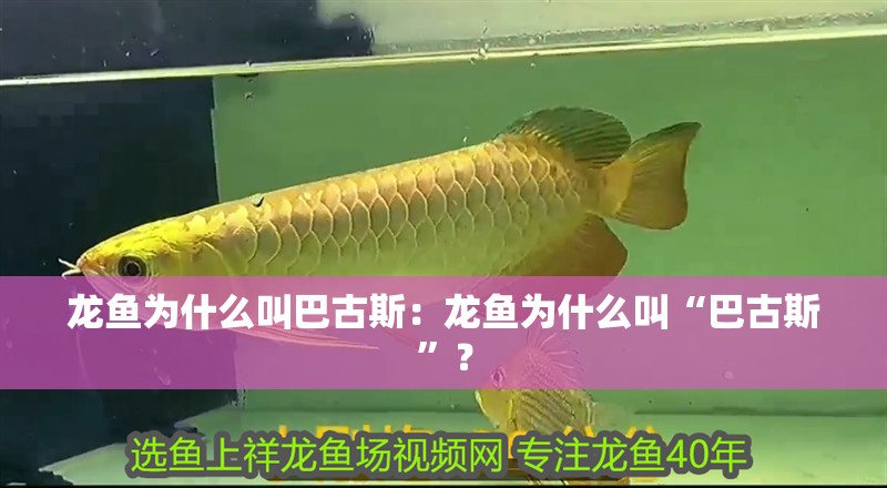 龍魚為什么叫巴古斯：龍魚為什么叫“巴古斯”？