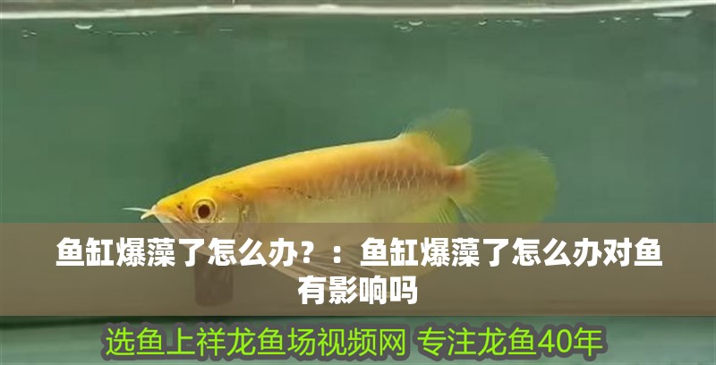 魚缸爆藻了怎么辦？：魚缸爆藻了怎么辦對魚有影響嗎