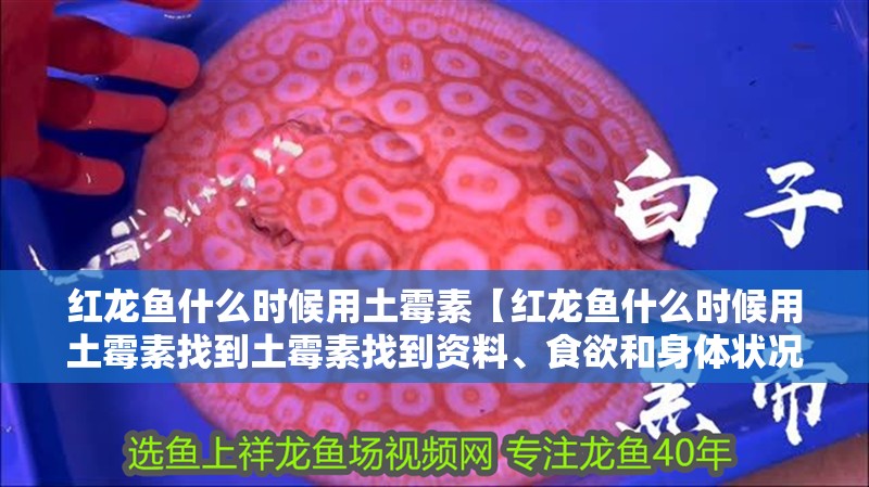 紅龍魚什么時候用土霉素【紅龍魚什么時候用土霉素找到土霉素找到資料、食欲和身體狀況】