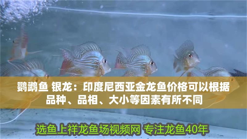 鸚鵡魚 銀龍：印度尼西亞金龍魚價格可以根據品種、品相、大小等因素有所不同