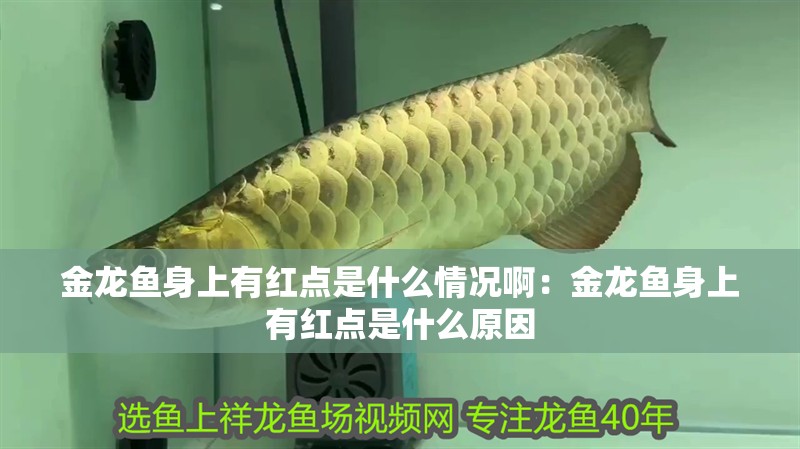 金龍魚身上有紅點(diǎn)是什么情況啊：金龍魚身上有紅點(diǎn)是什么原因