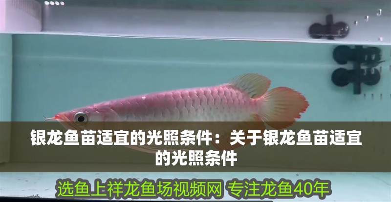 銀龍魚苗適宜的光照條件：關(guān)于銀龍魚苗適宜的光照條件
