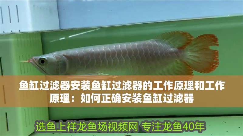 魚(yú)缸過(guò)濾器安裝魚(yú)缸過(guò)濾器的工作原理和工作原理：如何正確安裝魚(yú)缸過(guò)濾器