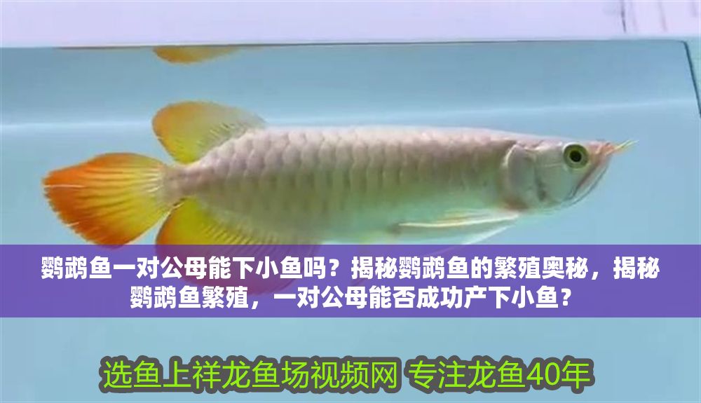 鸚鵡魚一對(duì)公母能下小魚嗎？揭秘鸚鵡魚的繁殖奧秘，揭秘鸚鵡魚繁殖，一對(duì)公母能否成功產(chǎn)下小魚？
