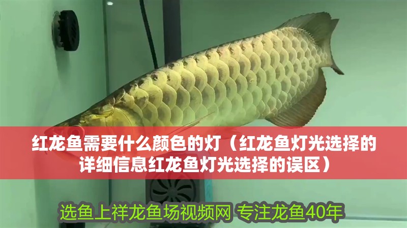 紅龍魚需要什么顏色的燈（紅龍魚燈光選擇的詳細信息紅龍魚燈光選擇的誤區）