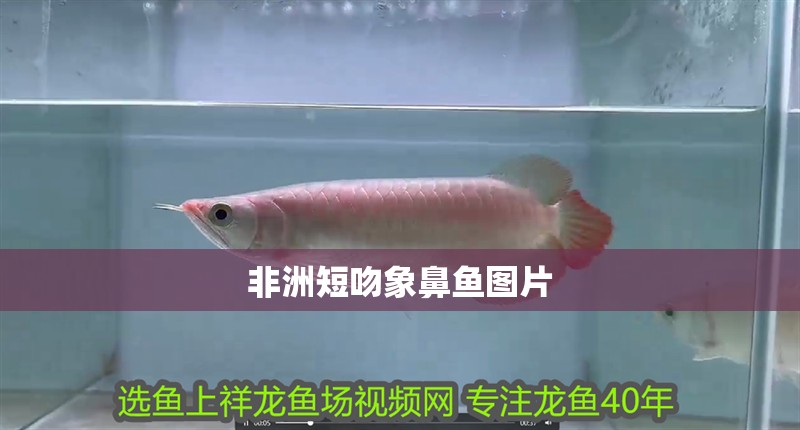 非洲短吻象鼻魚(yú)圖片