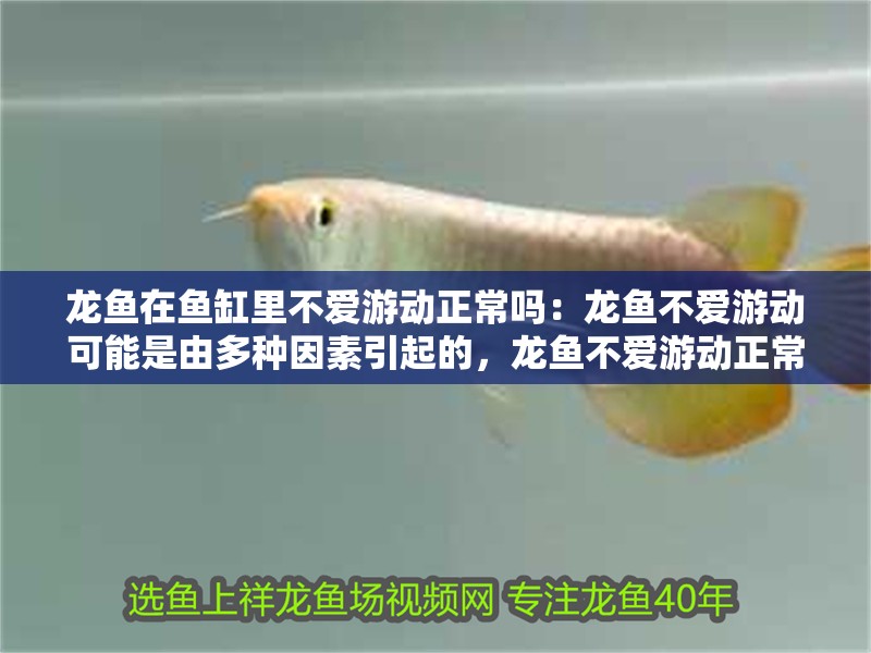 龍魚在魚缸里不愛游動(dòng)正常嗎：龍魚不愛游動(dòng)可能是由多種因素引起的，龍魚不愛游動(dòng)正常嗎