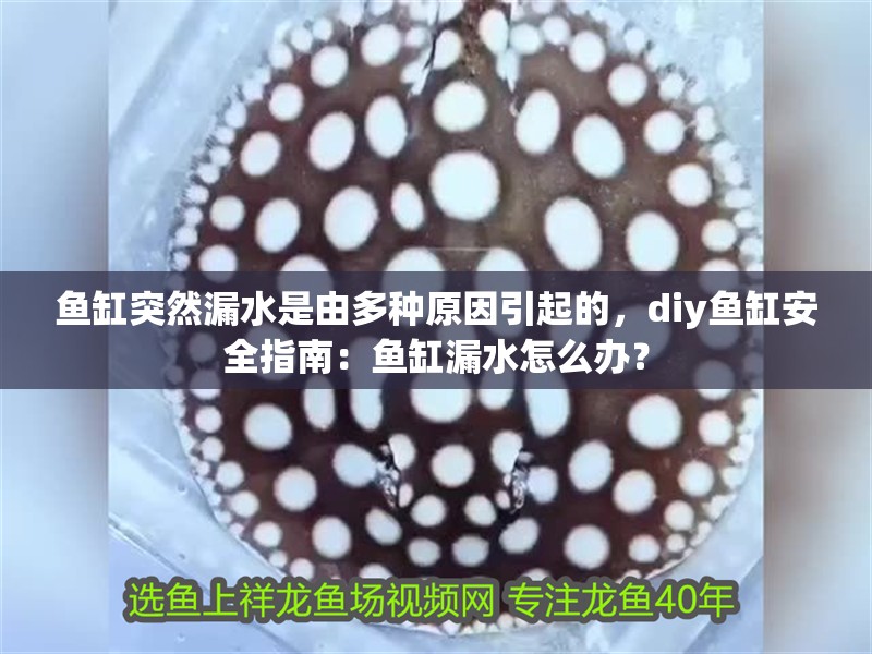魚缸突然漏水是由多種原因引起的，diy魚缸安全指南：魚缸漏水怎么辦？