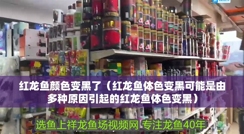 紅龍魚顏色變黑了（紅龍魚體色變黑可能是由多種原因引起的紅龍魚體色變黑）