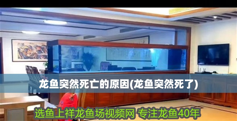 龍魚(yú)突然死亡的原因(龍魚(yú)突然死了) 龍魚(yú)突然死亡的原因(龍魚(yú)突然死了) 魚(yú)缸百科
