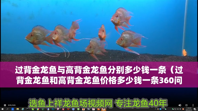 過背金龍魚與高背金龍魚分別多少錢一條（過背金龍魚和高背金龍魚價格多少錢一條360問答）