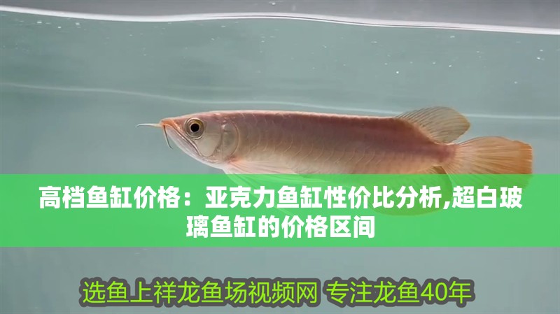 高檔魚缸價格：亞克力魚缸性價比分析,超白玻璃魚缸的價格區間