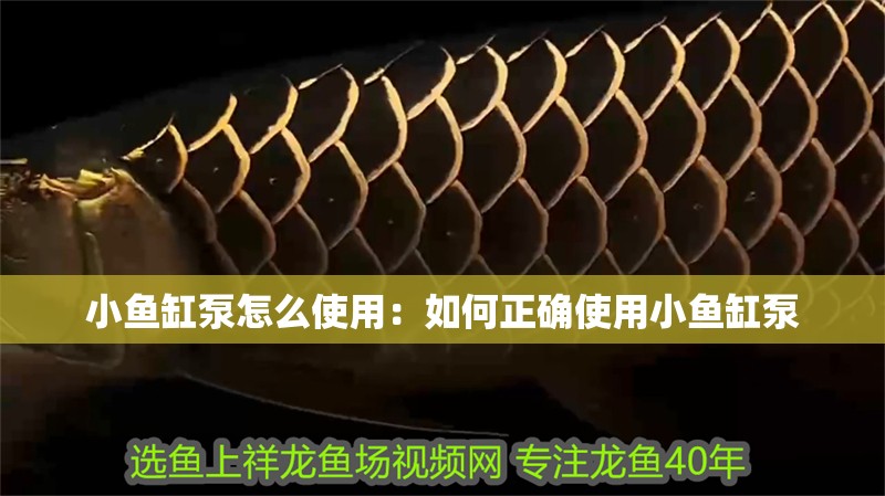 小魚缸泵怎么使用：如何正確使用小魚缸泵