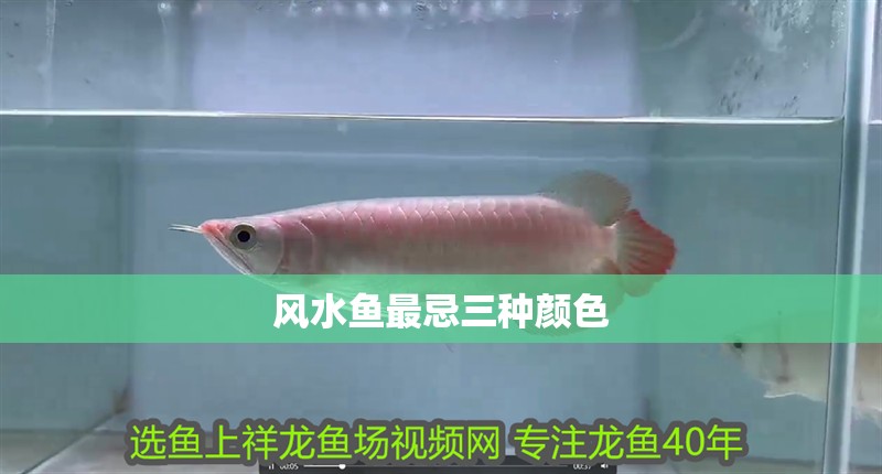 風水魚最忌三種顏色