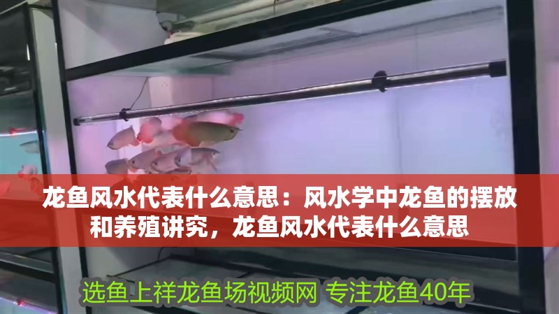龍魚風水代表什么意思：風水學中龍魚的擺放和養(yǎng)殖講究，龍魚風水代表什么意思