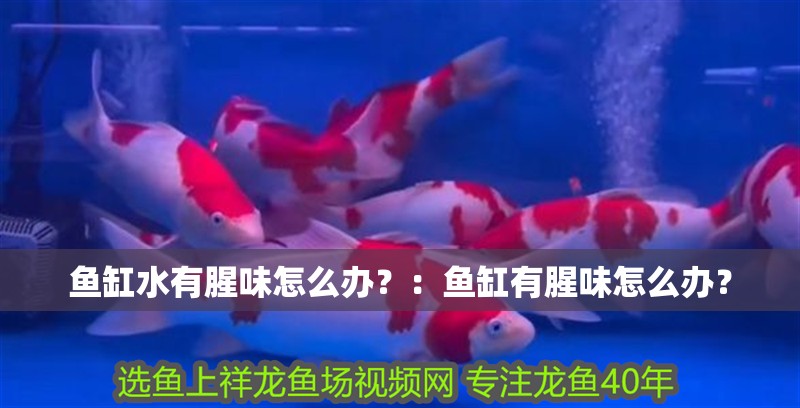 魚缸水有腥味怎么辦？：魚缸有腥味怎么辦？