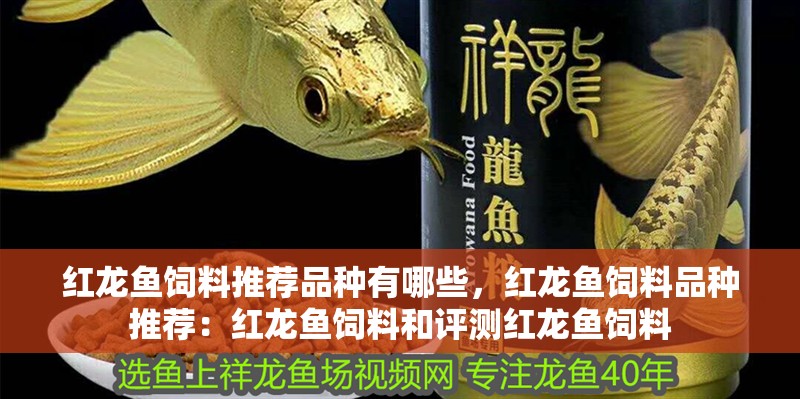 紅龍魚飼料推薦品種有哪些，紅龍魚飼料品種推薦：紅龍魚飼料和評測紅龍魚飼料