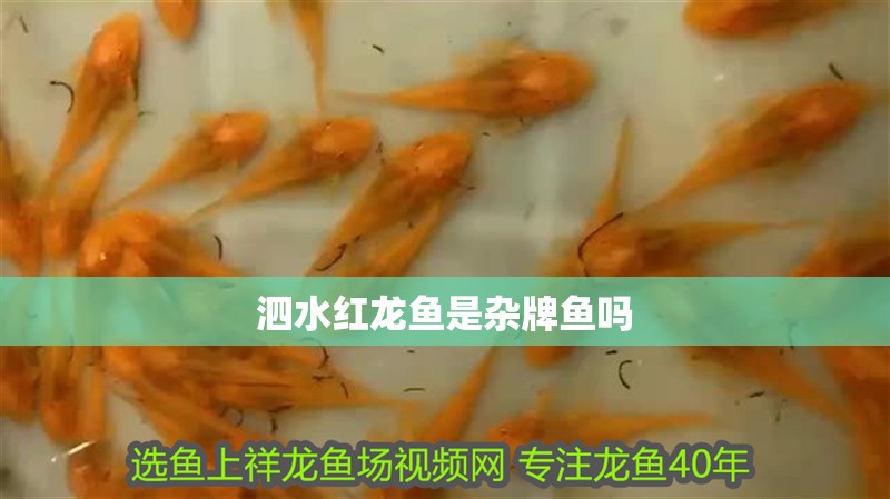 泗水紅龍魚(yú)是雜牌魚(yú)嗎