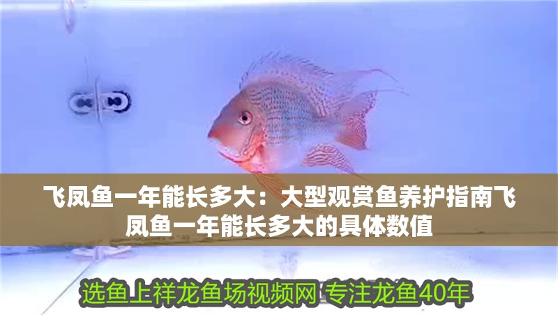 飛鳳魚一年能長多大：大型觀賞魚養(yǎng)護(hù)指南飛鳳魚一年能長多大的具體數(shù)值