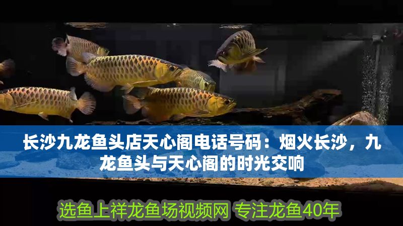 長(zhǎng)沙九龍魚頭店天心閣電話號(hào)碼：煙火長(zhǎng)沙，九龍魚頭與天心閣的時(shí)光交響