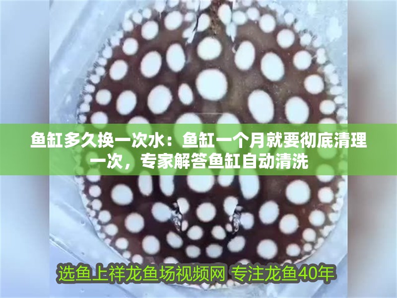 魚缸多久換一次水：魚缸一個月就要徹底清理一次，專家解答魚缸自動清洗