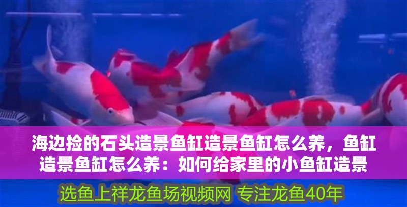 海邊撿的石頭造景魚缸造景魚缸怎么養，魚缸造景魚缸怎么養：如何給家里的小魚缸造景