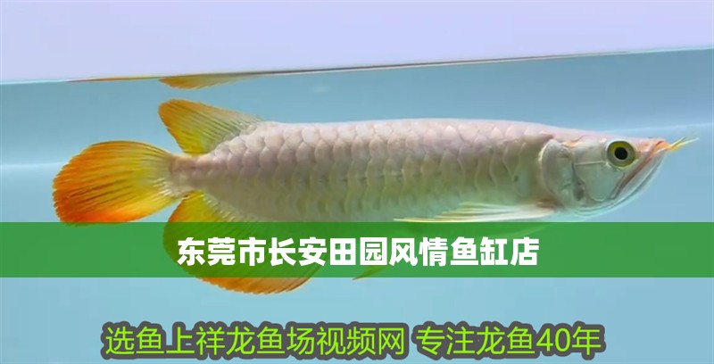東莞市長(zhǎng)安田園風(fēng)情魚缸店