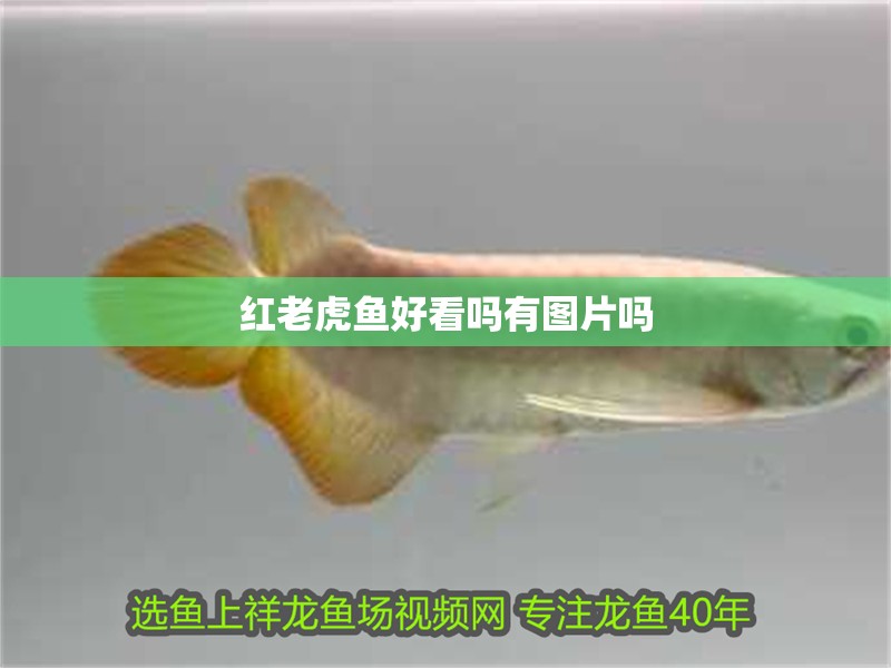 紅老虎魚(yú)好看嗎有圖片嗎