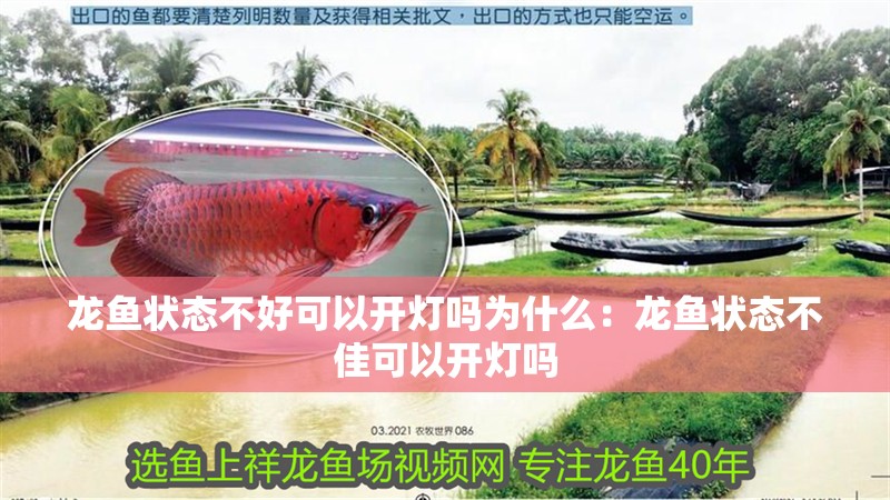 龍魚狀態不好可以開燈嗎為什么：龍魚狀態不佳可以開燈嗎