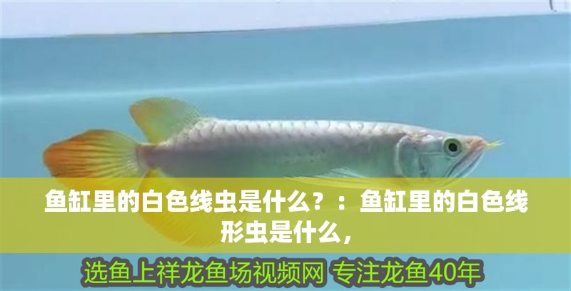 魚缸里的白色線蟲是什么？：魚缸里的白色線形蟲是什么，