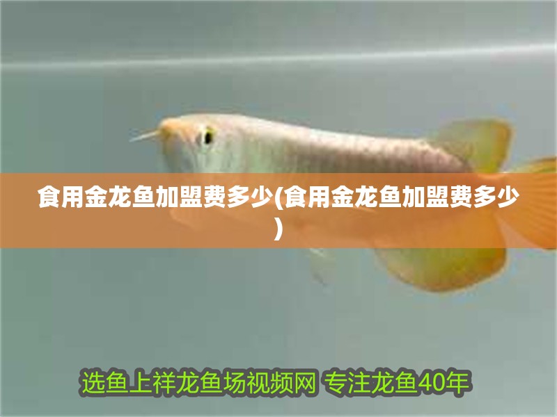 食用金龍魚加盟費多少(食用金龍魚加盟費多少)