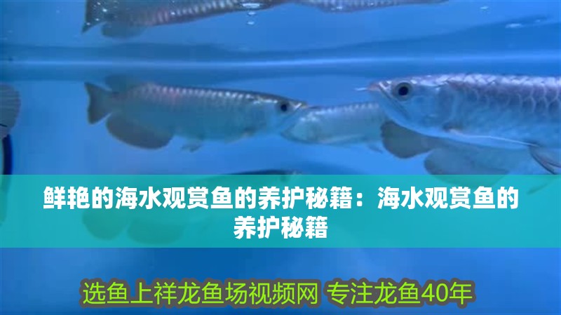 鮮艷的海水觀賞魚的養(yǎng)護(hù)秘籍：海水觀賞魚的養(yǎng)護(hù)秘籍