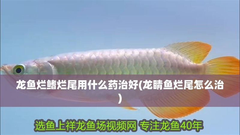 龍魚爛鰭爛尾用什么藥治好(龍睛魚爛尾怎么治)
