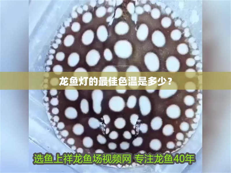 龍魚燈的最佳色溫是多少？