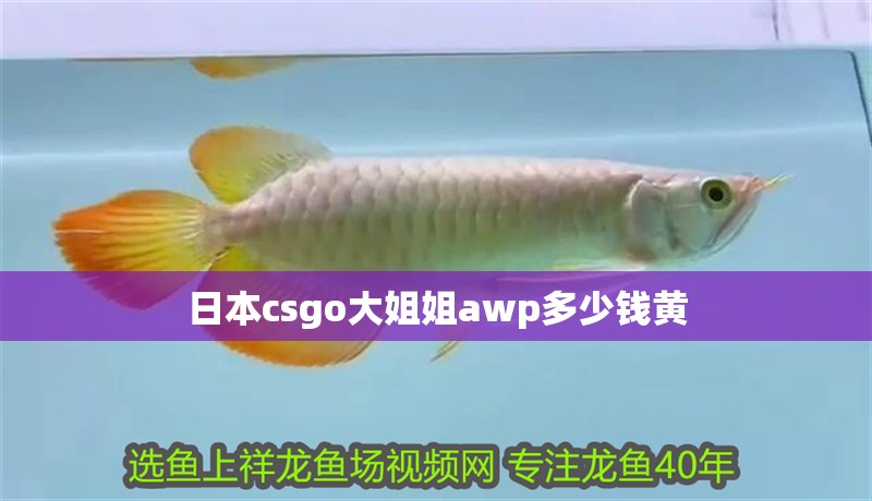 日本csgo大姐姐awp多少錢黃