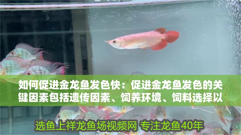 如何促進金龍魚發色快：促進金龍魚發色的關鍵因素包括遺傳因素、飼養環境、飼料選擇以及日常護理
